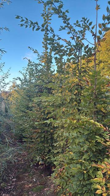 Haagbeuken carpinus beschikbaar voor biedingen