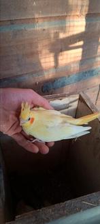Jonge valkparkieten, Dieren en Toebehoren, Vogels | Parkieten en Papegaaien, Meerdere dieren, Parkiet, Tam