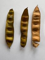 Zaden te koop Albizia julibrissin (perzische slaapboom), Volle zon, Ophalen of Verzenden, Dakboom, Zomer