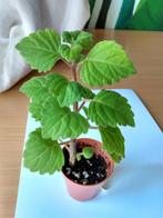 Plectranthus ernstii bijzondere caudex plant stek, Overige soorten, Minder dan 100 cm, Bloeiende kamerplant, Halfschaduw