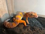 Luipaardgekko, Dieren en Toebehoren, Reptielen en Amfibieën, Hagedis, 0 tot 2 jaar