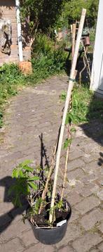 Tuin = Klimplant = Wilde Wingerd - Parthenocissus Quinquefol, Tuin en Terras, Ophalen, Vaste plant, Klimplanten