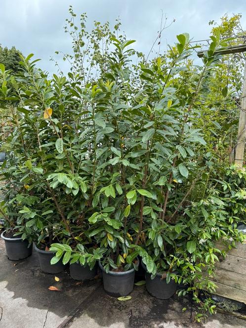 Super zware laulier novita struiken hoog 275/200 in pot, Tuin en Terras, Planten | Struiken en Hagen, Struik, Laurier, 100 tot 250 cm