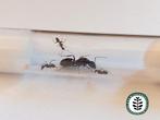 Camponotus sylvaticus 1 tot 10 werksters!, Mieren