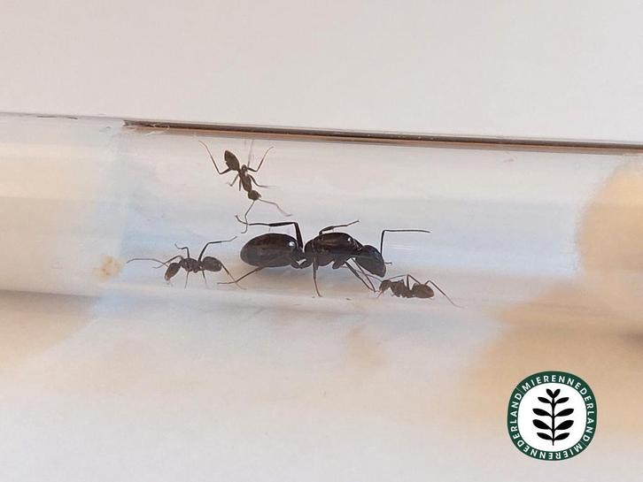 Camponotus sylvaticus 1 tot 10 werksters!, Dieren en Toebehoren, Insecten en Spinnen, Mieren