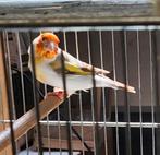 Majoor putter koppel, Meerdere dieren, Wildzangvogel, Geringd