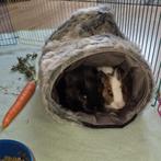 2 Cavia beren, Juni, Mannelijk, Cavia