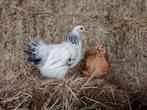 Wyandotte kriel, Dieren en Toebehoren, Pluimvee, Meerdere dieren, Kip