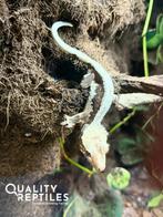 Wimpergekko’s met of zonder terrarium, Dieren en Toebehoren, Hagedis, 0 tot 2 jaar