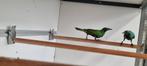 Emerald spreeuw koppel, Dieren en Toebehoren, Meerdere dieren, Tropenvogel, Geringd