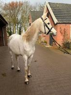 Lieve, leergierige en super aanhankelijk Arabisch Volbloed, Dieren en Toebehoren, Merrie, Dressuurpony, 7 tot 10 jaar