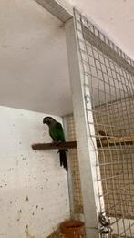 Te koop 1 pyhhrura lepida man, Dieren en Toebehoren, Vogels | Parkieten en Papegaaien, Mannelijk, Parkiet