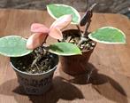Hoya Flamingo Dreams, Huis en Inrichting, Kamerplanten, Ophalen of Verzenden, Halfschaduw, Minder dan 100 cm