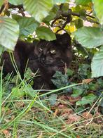 Mooie kat kruising ragdoll, Dieren en Toebehoren, Poes, Gechipt, 0 tot 2 jaar