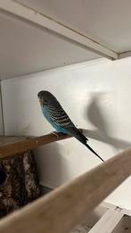 Blackface parkiet man, Dieren en Toebehoren, Mannelijk, Parkiet, Geringd