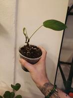 Philodendron esmeraldense, Huis en Inrichting, Kamerplanten, Ophalen of Verzenden, Halfschaduw, Minder dan 100 cm