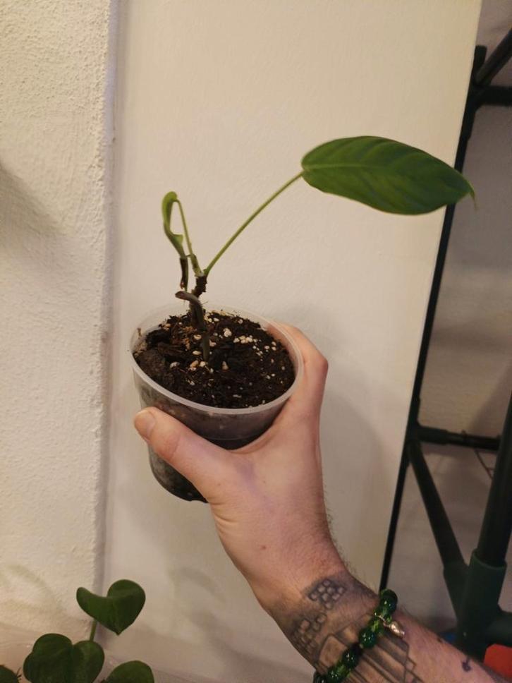 Philodendron esmeraldense, Huis en Inrichting, Kamerplanten, Minder dan 100 cm, Halfschaduw, Ophalen of Verzenden