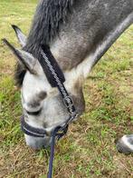Hulp in de vakantie bij de paarden.  Beverwijk, Ophalen of Verzenden