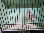Glosters divese kleuren, Dieren en Toebehoren, Meerdere dieren, Postuurkanarie