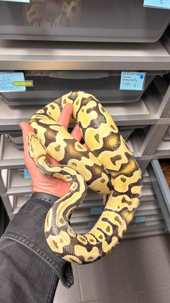 0.1 desert ghost pastel ball python