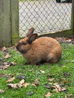 Konijnen ram, Dieren en Toebehoren, Konijnen, Mannelijk, Groot, 0 tot 2 jaar