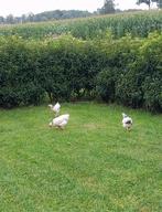 Kippen, Dieren en Toebehoren, Vrouwelijk, Kip