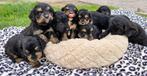 Mini bernedoodle pups te koop Berner Sennen x Poedel, Dieren en Toebehoren, Honden | Chihuahua's en Gezelschapshonden, Poedel