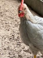 Jonge leghorn isabel haantjes, Dieren en Toebehoren, Pluimvee, Mannelijk, Kip