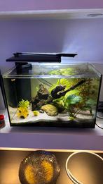 Aquarium superfish quadro 70 pro, Ophalen, Zo goed als nieuw, Gevuld zoetwateraquarium