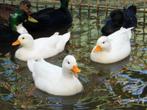 Enkele eendagskuikens van witte kwakertjes, Meerdere dieren, Eend
