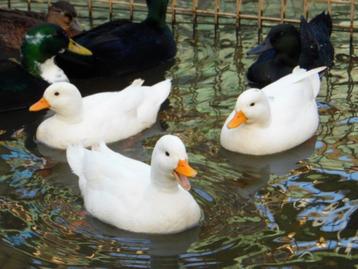 Enkele eendagskuikens van witte kwakertjes beschikbaar voor biedingen