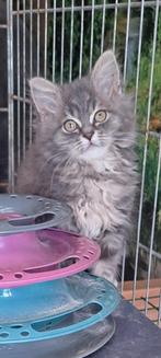 Prachtige Maine coon kittens  VROUWTJE, Dieren en Toebehoren, Katten en Kittens | Raskatten | Langhaar, Meerdere dieren, Ontwormd