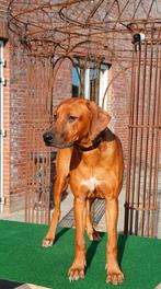 Rhodesian Ridgeback pup 6 maanden oud zoekt nieuwe familie, Dieren en Toebehoren, Honden | Beagles, Bassets en Lopende honden