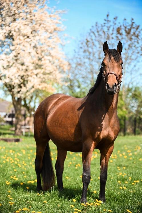 Prachtige fokmerrie, drachtig van Fürst Dior, Dieren en Toebehoren, Paarden, Merrie, Dressuurpaard