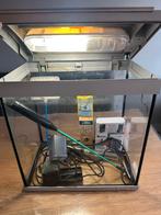 Aquarium, Dieren en Toebehoren, Vis, Zoetwatervis, Schoolvis