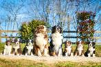 Australian Shepherd Pups verwacht, Fokker | Hobbymatig, Rabiës (hondsdolheid), 15 weken tot 1 jaar, Overige rassen