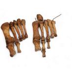Voet mens skelet. Schedel, Verzamelen, Dierenverzamelingen, Ophalen of Verzenden, Zo goed als nieuw, Schedel
