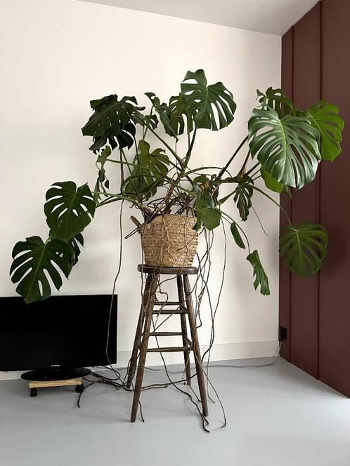 Grote gezonde monstera plant, Huis en Inrichting, Kamerplanten, Overige soorten, 100 tot 150 cm, Groene kamerplant, Volledige schaduw