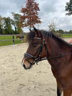 Kinderpony B pony te koop, Dieren en Toebehoren, Overige Dieren, Maart, Mannelijk
