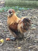 Buff zijdehoen krielhaan, Dieren en Toebehoren, Pluimvee, Mannelijk, Kip
