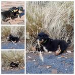Rottweiler Pups, Dieren en Toebehoren, Standaard, CDV (hondenziekte), 8 tot 15 weken, Korthaar