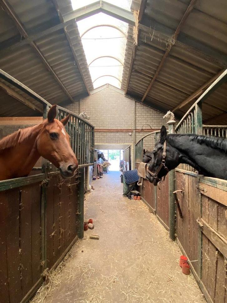 Ik heb twee grote boxen vrij waar deze ponny in staat, Dieren en Toebehoren, Stalling en Weidegang