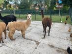 Alpaca, Februari, Vrouwelijk