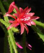 cactus Aporocactus Melanie - apenstaart, Ophalen of Verzenden, Cactus, Volle zon, Minder dan 100 cm