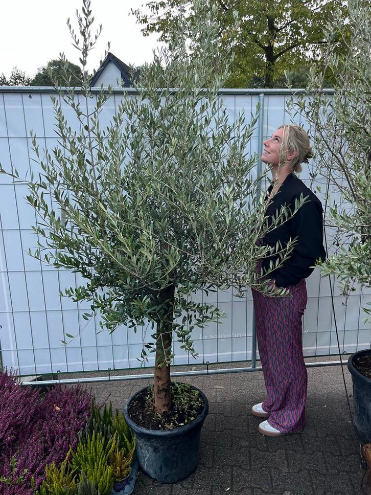 Olijfboom - 200+ cm, Tuin en Terras, Planten | Bomen, Olijfboom, 100 tot 250 cm, Volle zon, Zomer, In pot, Ophalen of Verzenden