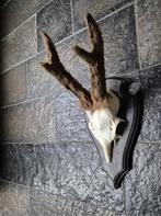 Prachtig Bast Ree Gewei Jacht Mancave Landelijk f99, Verzamelen, Dierenverzamelingen, Ophalen of Verzenden, Zo goed als nieuw