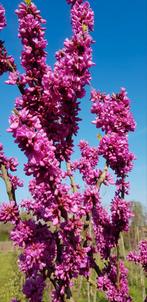 Cercis Chinensis Avondale / Judas boom / best bloeiende ‼️‼️, Lente, 250 tot 400 cm, Ophalen, Volle zon