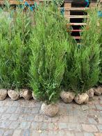 Coniferen in soorten, Ophalen, Conifeer, Struik, 100 tot 250 cm