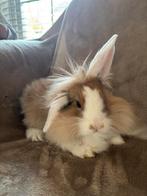 Lieve konijntjes zoeken gezellig huisje, Meerdere dieren, Klein, 0 tot 2 jaar