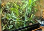 Terrarium, Ophalen, Zo goed als nieuw, Terrarium of Paludarium